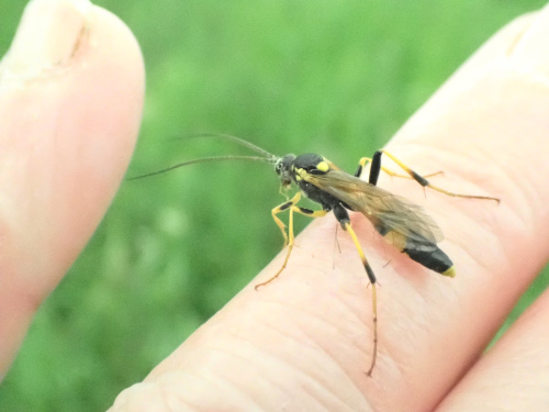  Amblyteles armatorius