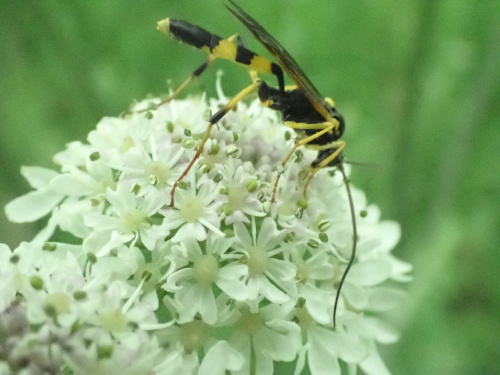  Amblyteles armatorius