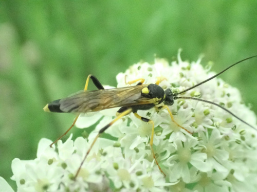  Amblyteles armatorius