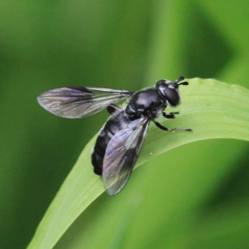  Pipiza austriaca