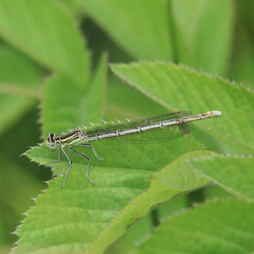 White-legged Damselfly Platycnemis pennipes