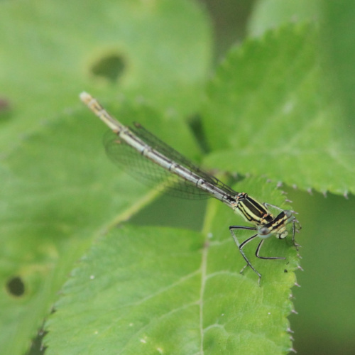 White-legged Damselfly Platycnemis pennipes
