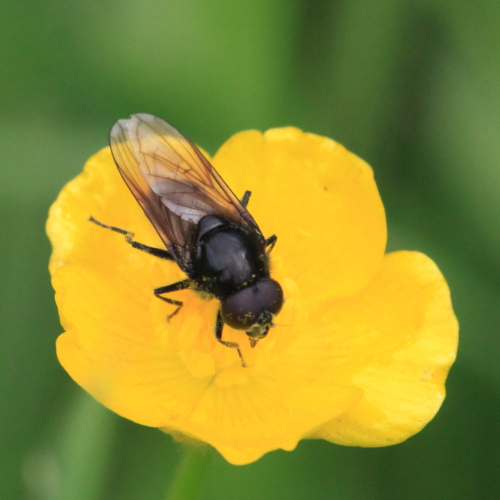  Cheilosia albitarsis sens.lat.
