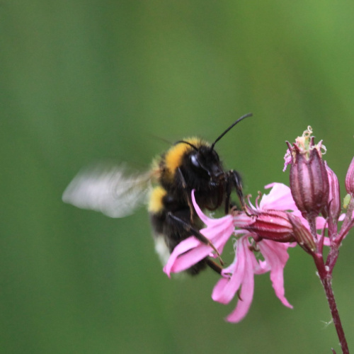 Small Garden Bumblebee Bombus hortorum