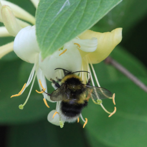 Small Garden Bumblebee Bombus hortorum