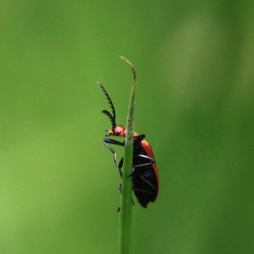 Common Cardinal Beetle Pyrochroa serraticornis