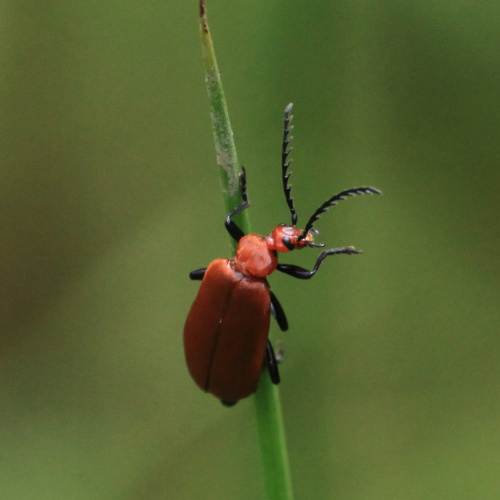 Common Cardinal Beetle Pyrochroa serraticornis
