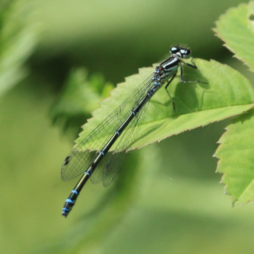 Azure Damselfly Coenagrion puella