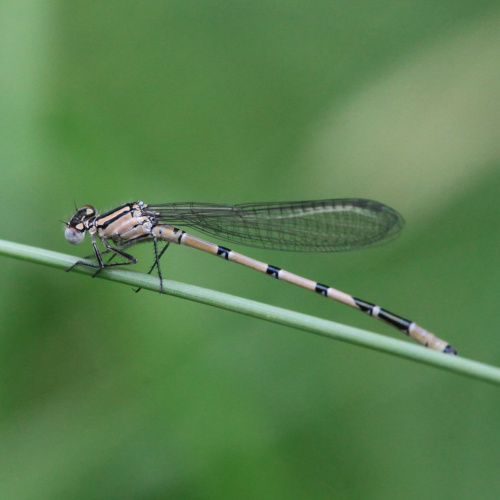 Common Blue Damselfly Enallagma cyathigerum