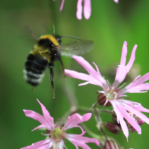 Small Garden Bumblebee Bombus hortorum