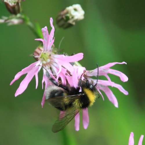 Small Garden Bumblebee Bombus hortorum