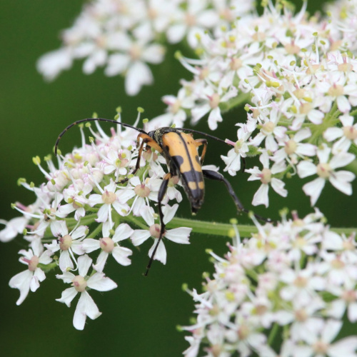  Rutpela maculata
