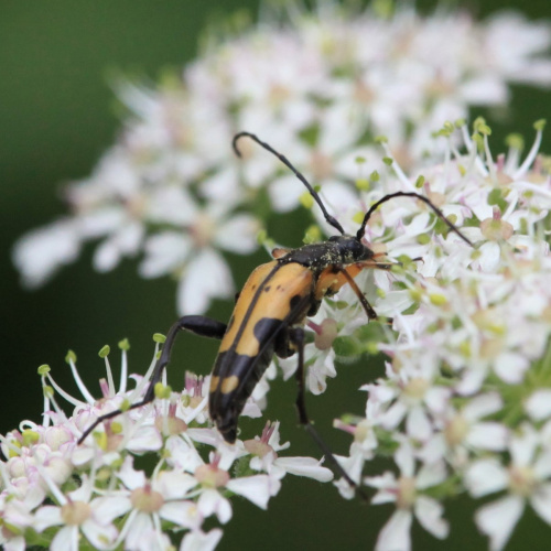  Rutpela maculata