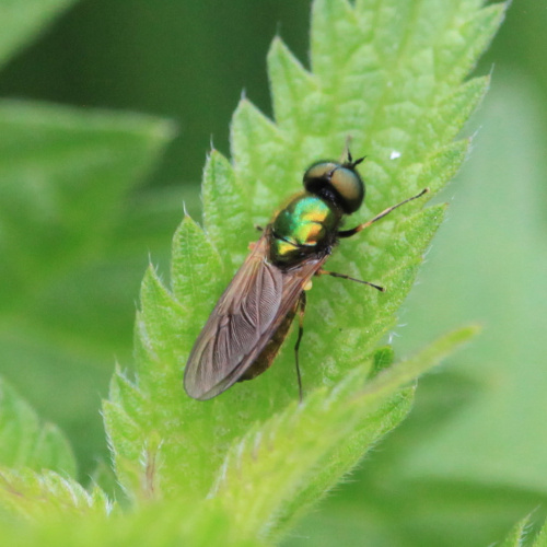 Broad Centurion Chloromyia formosa