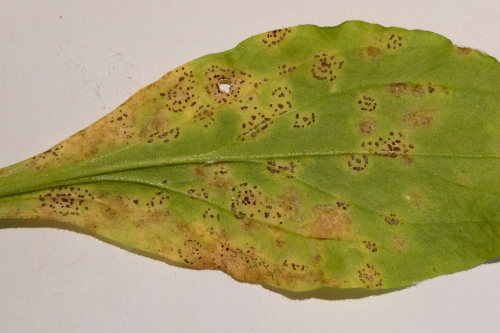 Species image