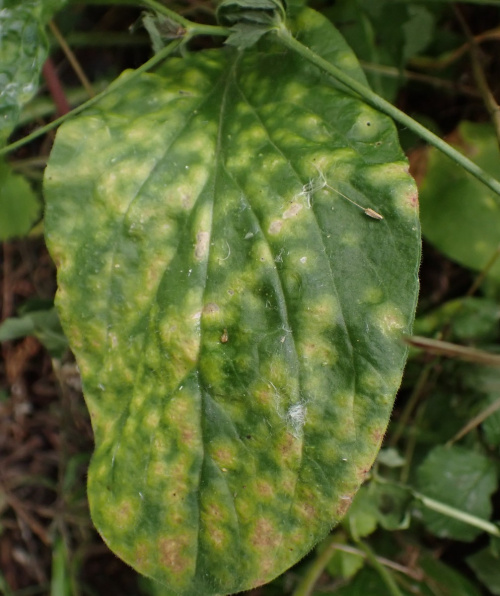 Species image