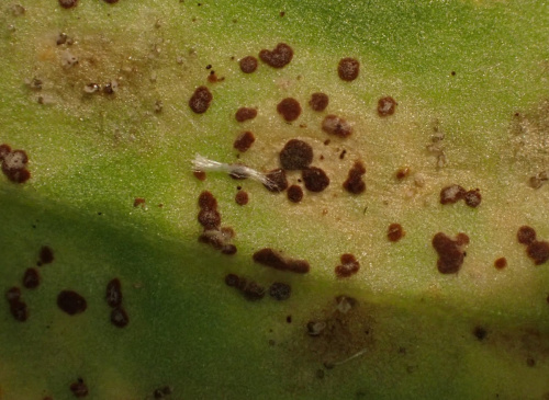 Species image
