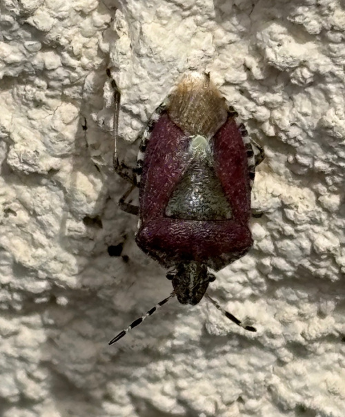 Hairy Shieldbug Dolycoris baccarum