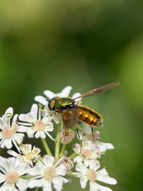 Broad Centurion Chloromyia formosa