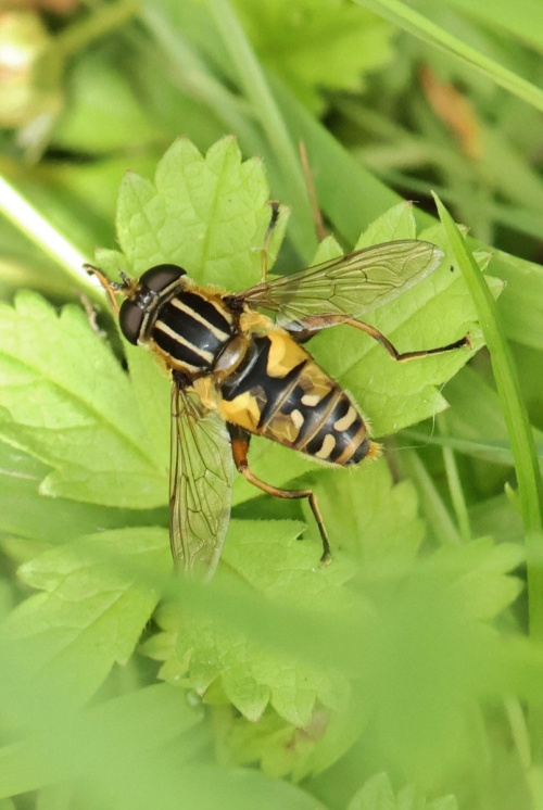  Helophilus pendulus