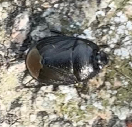 Species image