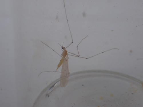 Species image