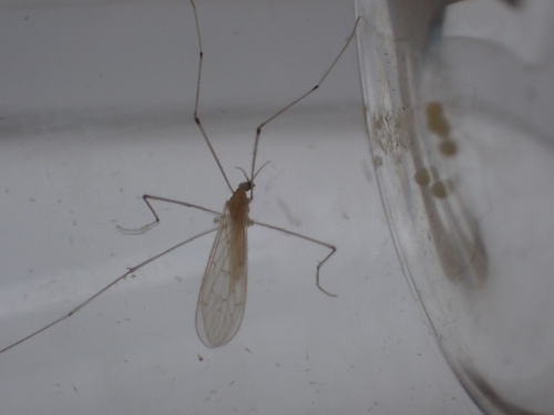 Species image