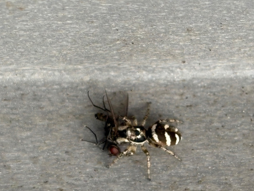 Salticus scenicus