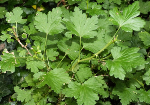 Gooseberry Ribes uva-crispa