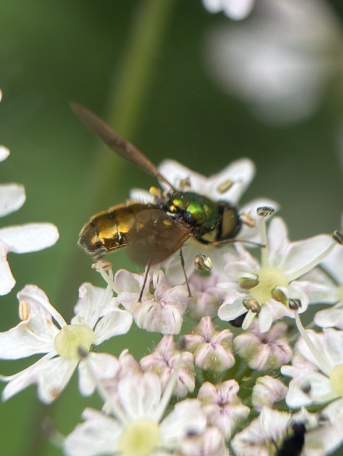 Broad Centurion Chloromyia formosa