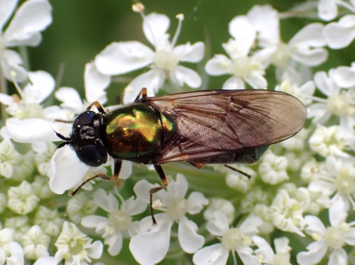 Broad Centurion Chloromyia formosa