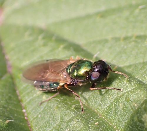 Broad Centurion Chloromyia formosa