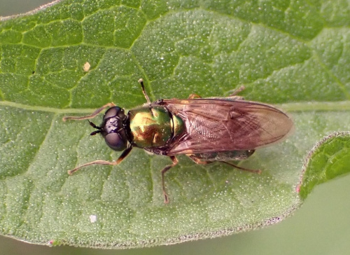 Broad Centurion Chloromyia formosa