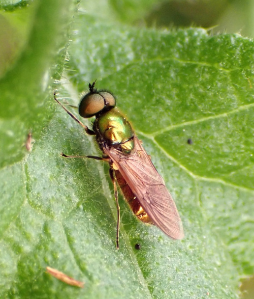 Broad Centurion Chloromyia formosa