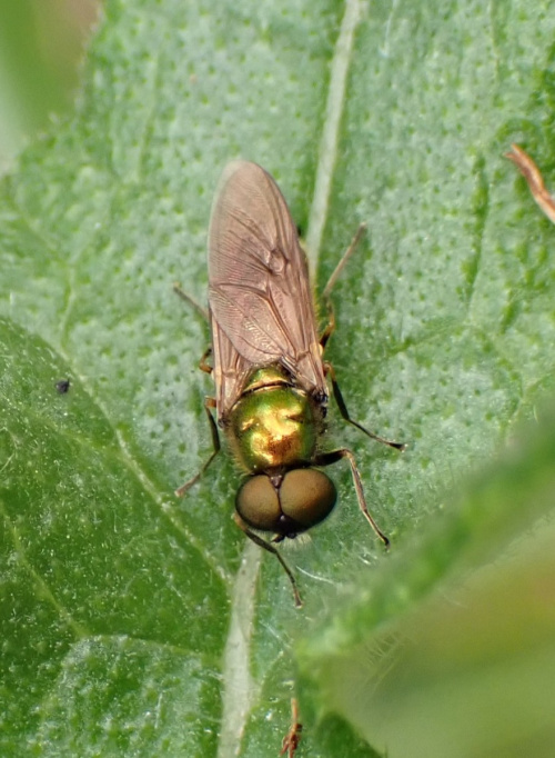 Broad Centurion Chloromyia formosa