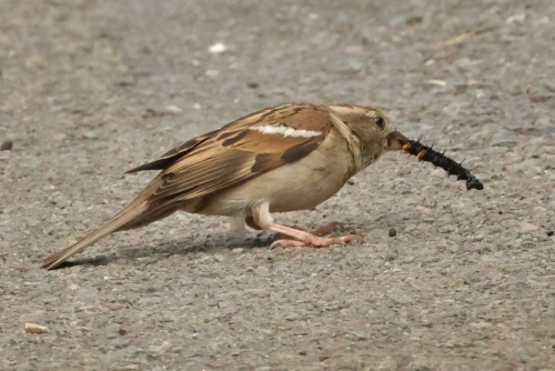 House Sparrow Passer domesticus