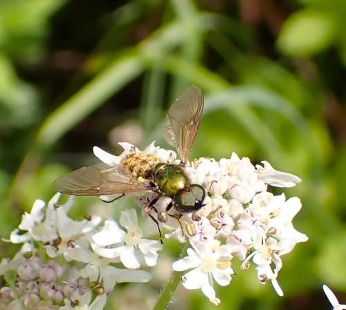 Broad Centurion Chloromyia formosa