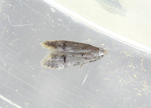 Common Groundling Teleiodes vulgella