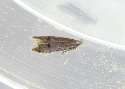 Common Groundling Teleiodes vulgella