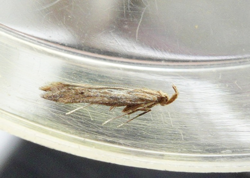Burdock Seedhead Moth Metzneria lappella
