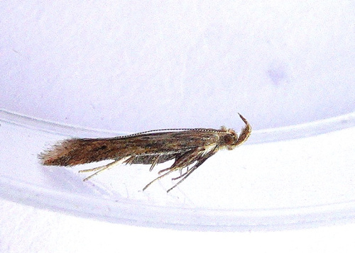 Burdock Seedhead Moth Metzneria lappella