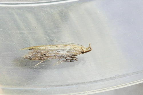 Burdock Seedhead Moth Metzneria lappella
