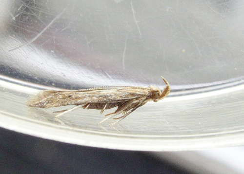 Burdock Seedhead Moth Metzneria lappella