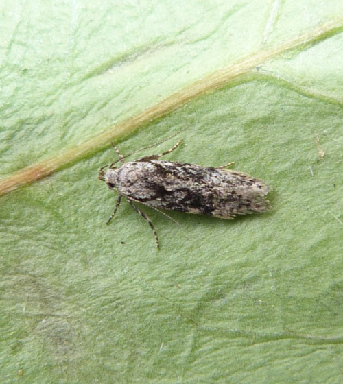 Elm Grey Carpatolechia fugitivella