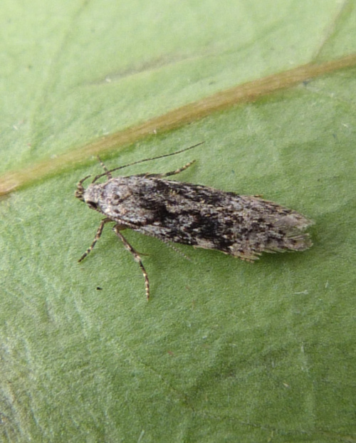 Elm Grey Carpatolechia fugitivella