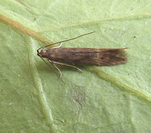 Spike-rush Borer Monochroa lucidella