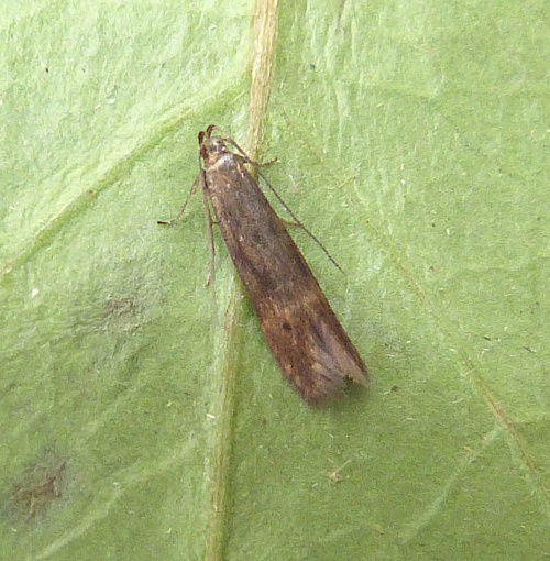 Spike-rush Borer Monochroa lucidella