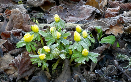 Winter Aconite Eranthis hyemalis