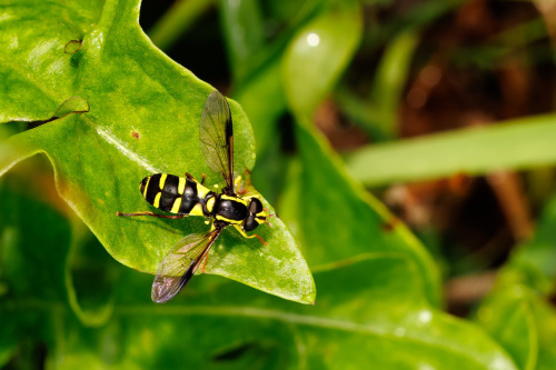  Xanthogramma pedissequum sensu stricto