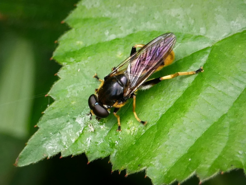  Xylota sylvarum